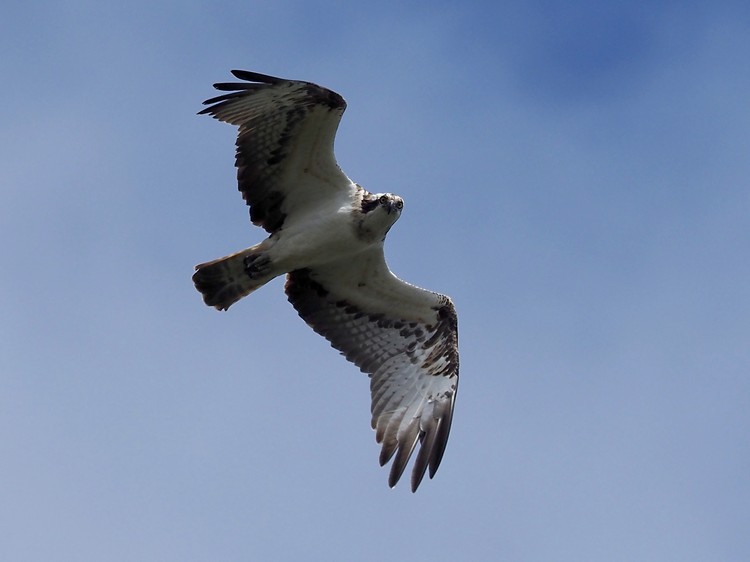 Falco pescatore